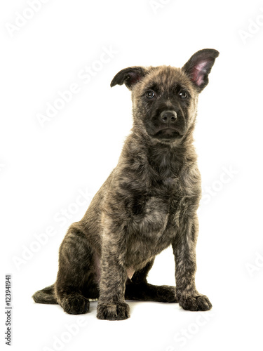 Cute wire haired dutch shepherd puppy sitting isolated on a white background