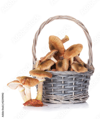 Autumn mushrooms basket