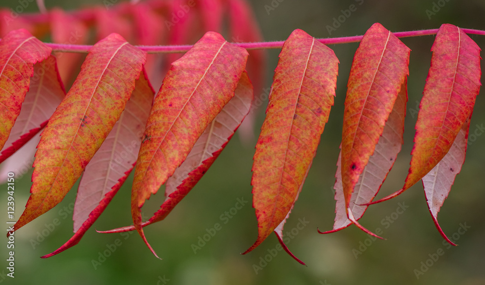Fototapeta premium herbst