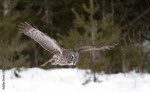 Great grey owl hunting over a snow covered field in Canada