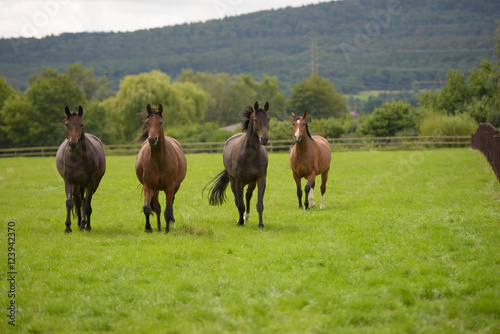 Vier Pferde auf einer Weide kommen auf den Betrachter zugelaufen. 