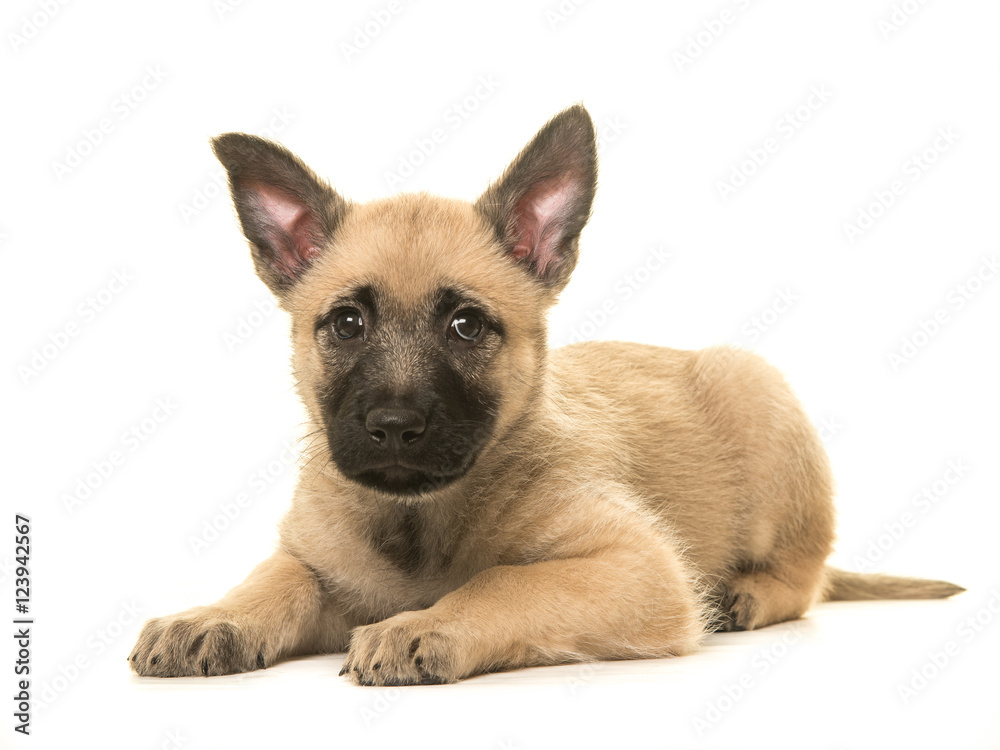 Cute blond dutch shepherd puppy lying down on the floor isolated on a white background