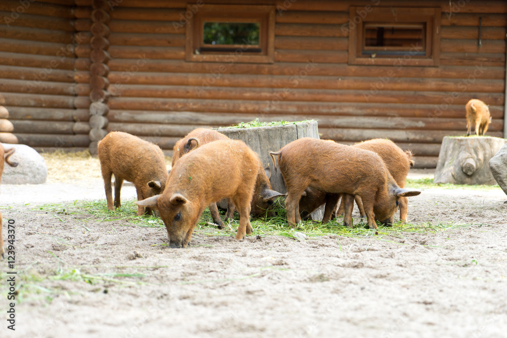Fototapeta premium Schweine / kleine Schweine in einem Gehege