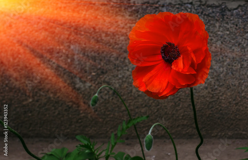 wild poppy flower at sunset.