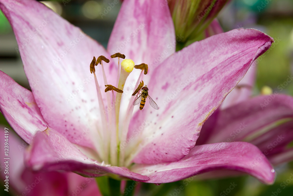 Beautiful flower lily and a bee in flower garden. Flower lily on natural background.