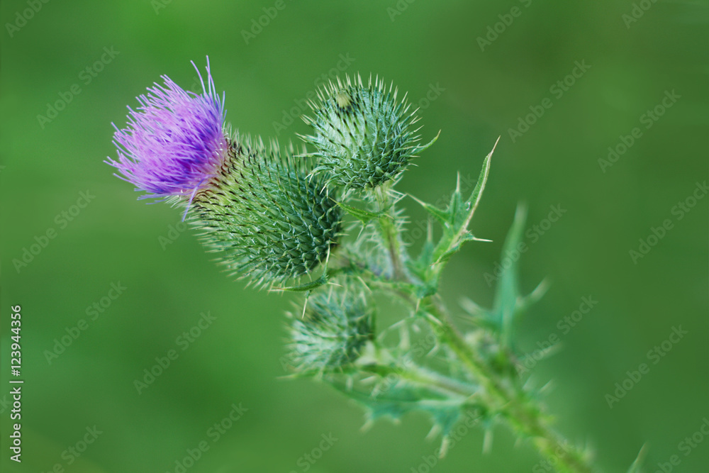 Flower of Silybum marianum, Milk Thistle. The symbol of Scotland. Flower of Silybum marianum, Milk Thistle. The symbol of Scotland.