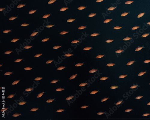Gold Fish Isolated on a Black Background.