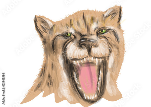 cheetah