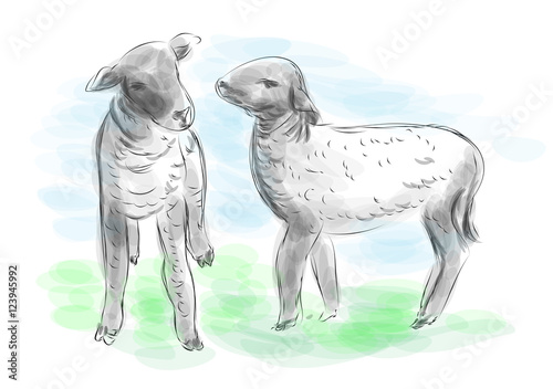 lambs