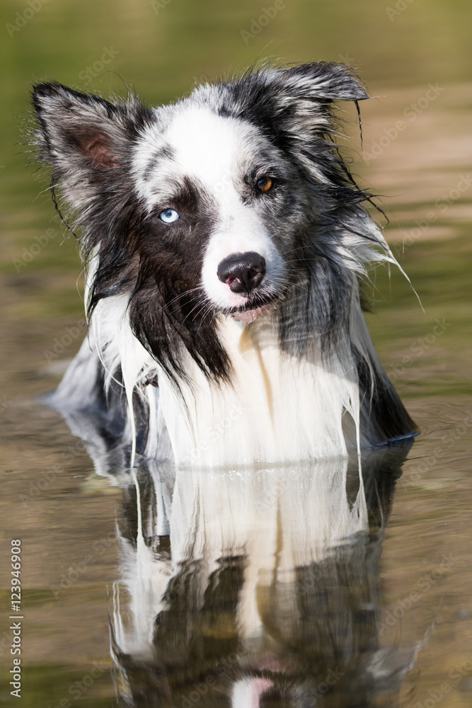 Fototapeta premium Hund steht im Wasser