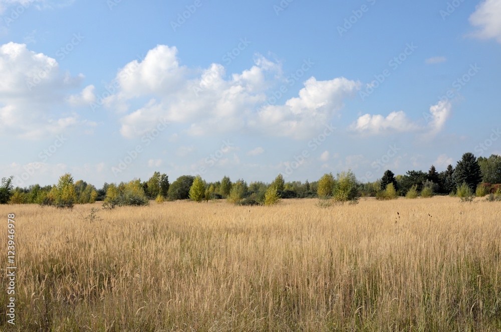 Fototapeta premium Yellow grass field with green trees