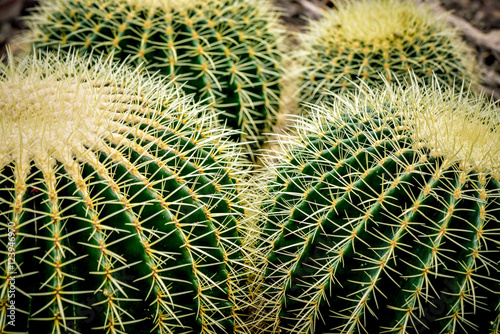 Tableau sur toile Cactus