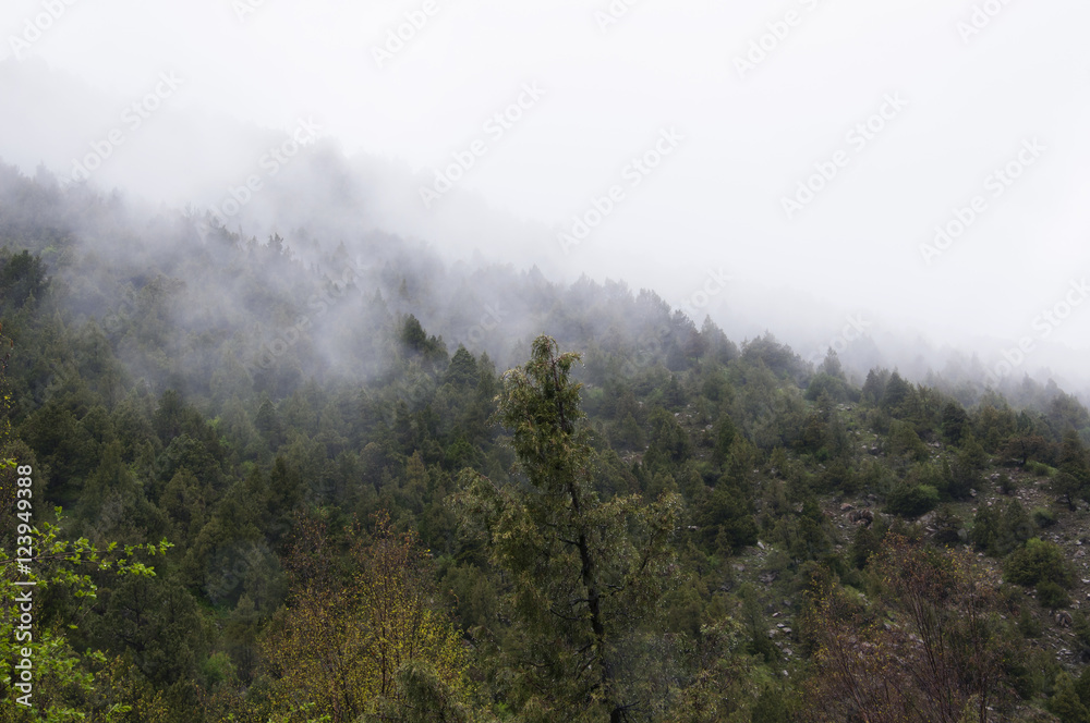 Mist in the mountain forest