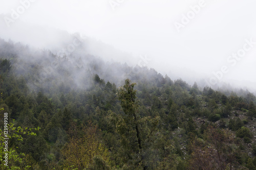 Mist in the mountain forest