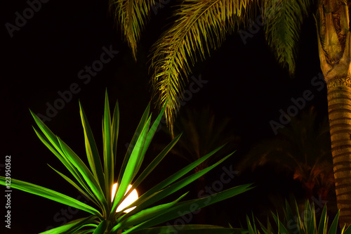 Palm Trees at Night