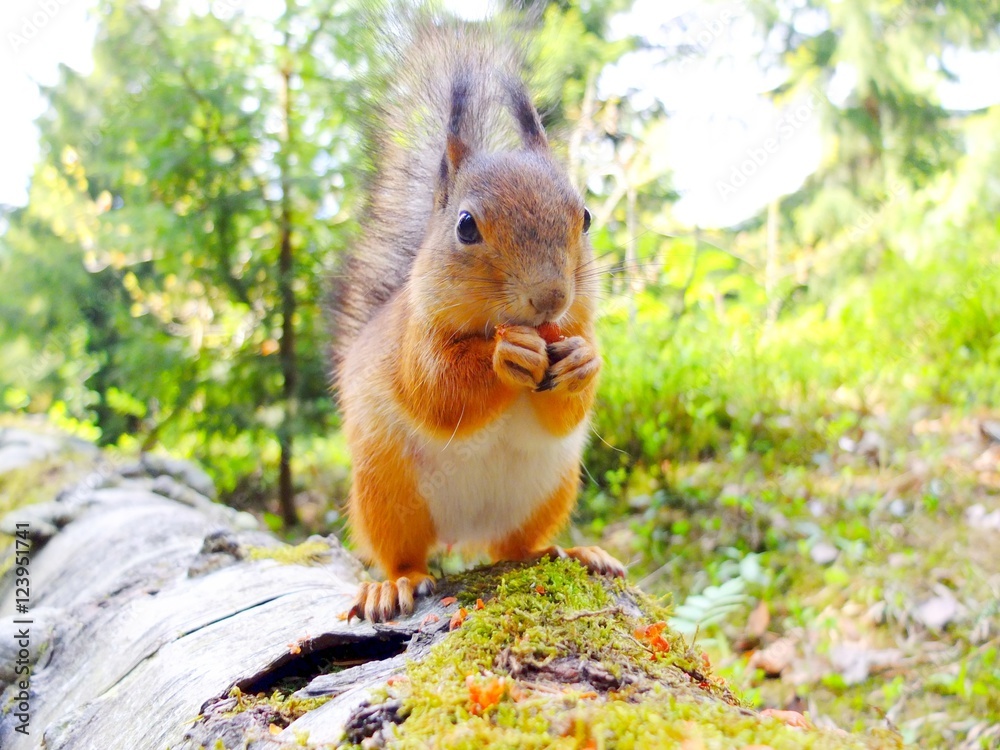 Squirrel eating a nut