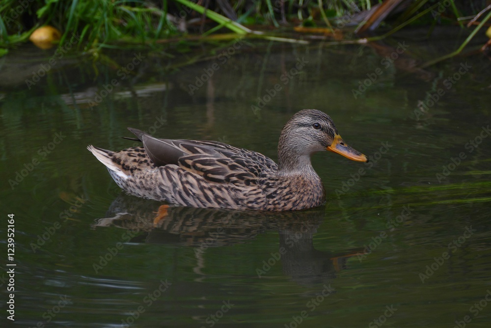 Young female mallard duck