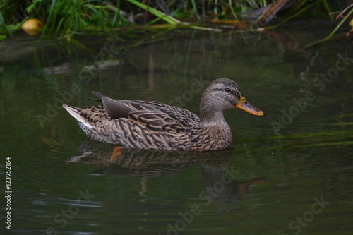 Young female mallard duck