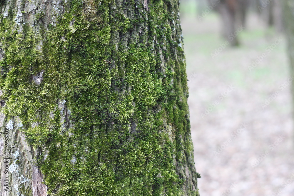 Obraz premium Дерево с мохом