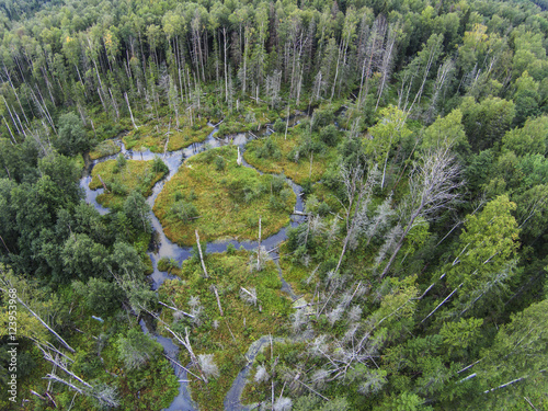The view from the heights in the creeks and swamp in the forest