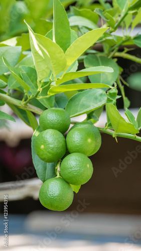 Wallpaper Mural Lime green tree Torontodigital.ca