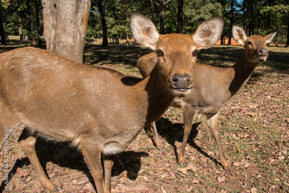 Female Sika Deer