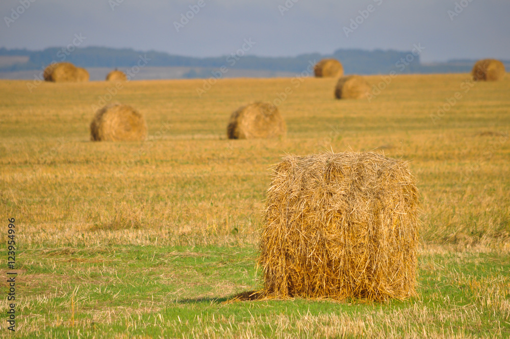 Rolls of haystacks on the field after harvesting wheat. Agriculture Concept.