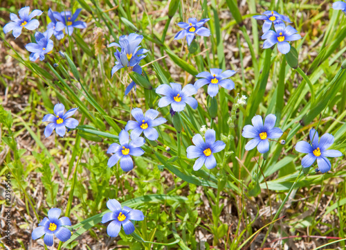 Colorul Blue-Eyed Grass  Sisyrinchium montanum  in its natural environment