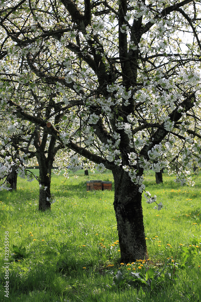 Cerisiers en fleurs