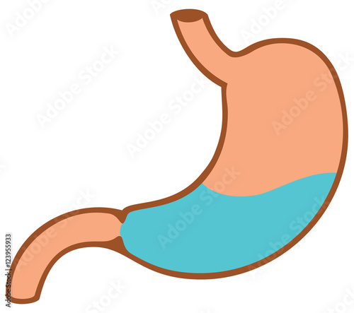 illustration of human internal stomach anatomy