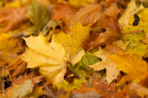 Autumn leaves of a maple