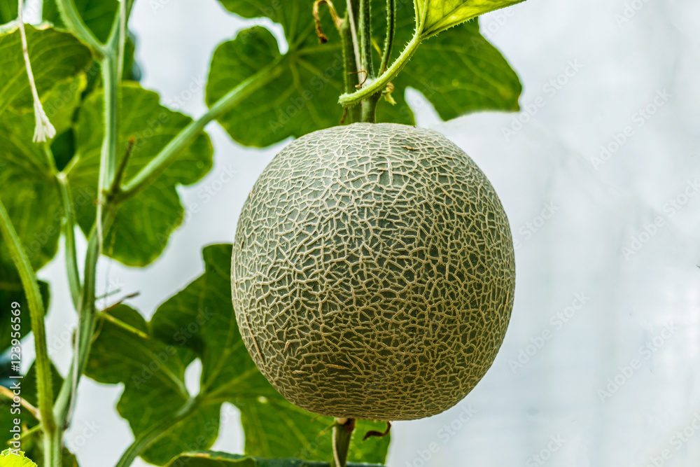 Cantaloupe. Fresh melon on tree. selective focus Cantaloupe. Fresh melon on tree. selective focus