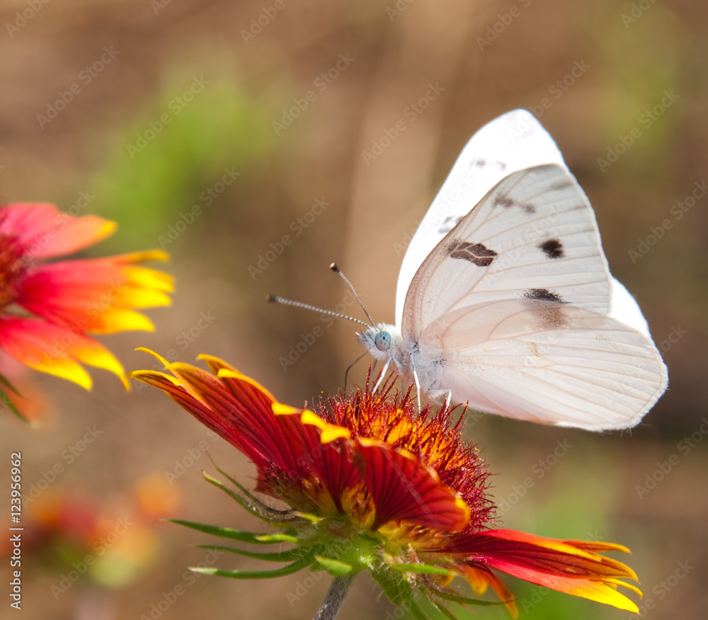 Naklejka premium Checkered White Butterfly on an Indian Blanket flower