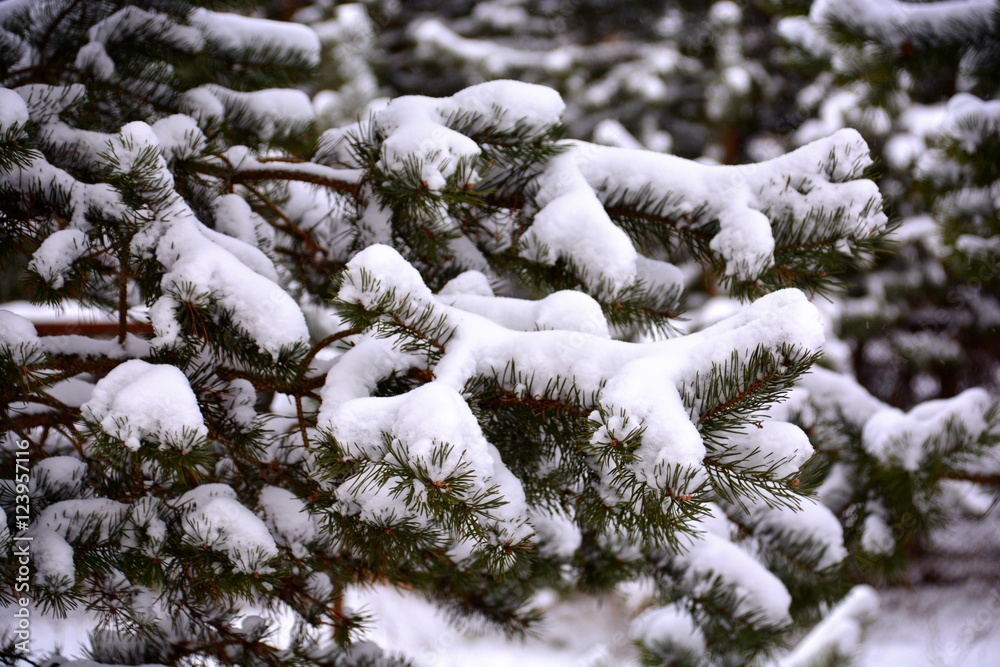  Spruce in the snow
