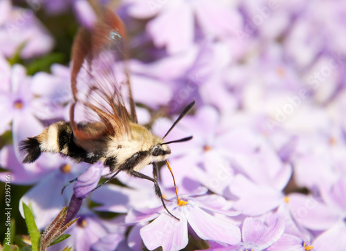 Hummingbird Clearwing Moth, Hemaris thysbe, feeding on purple phlox flowers in early spring photo