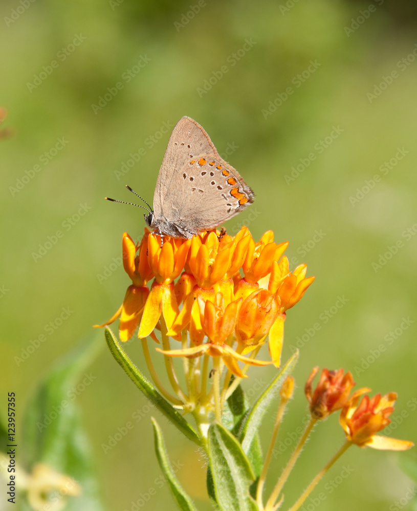 Obraz premium Coral Hairstreak Butterfly feeding on Butterfly Weed