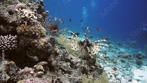 Lionfish among colorful small fishes in the coral reef underwater photo