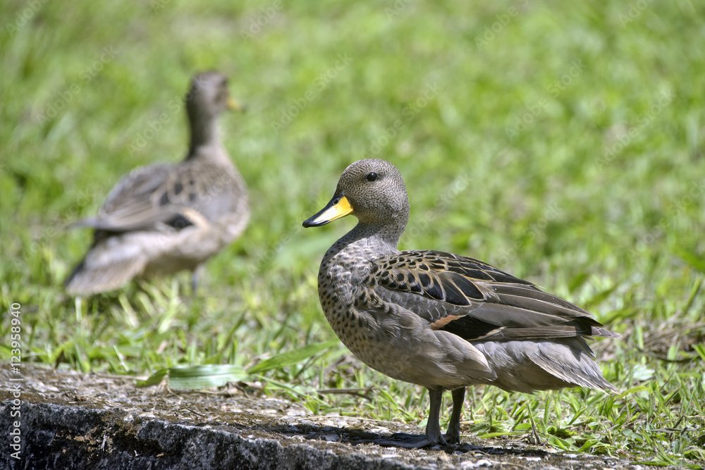 Yellow-billed teal sunning on the lawn Yellow-billed teal sunning on the lawn