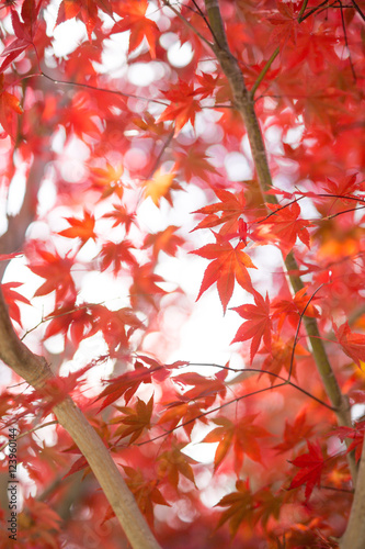 紅葉 © makieni