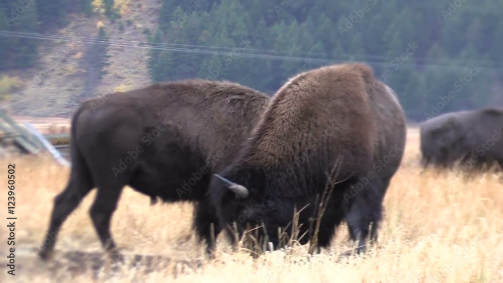 Pair of Bison Fighting in the Rut Pair of Bison Fighting in the Rut
