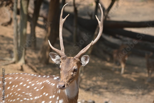 Look at my horns!