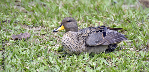 Yellow-billed teal sunning on the lawn