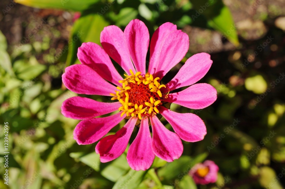 Close-up of an pink zinnia flower in bloom Close-up of an pink zinnia flower in bloom