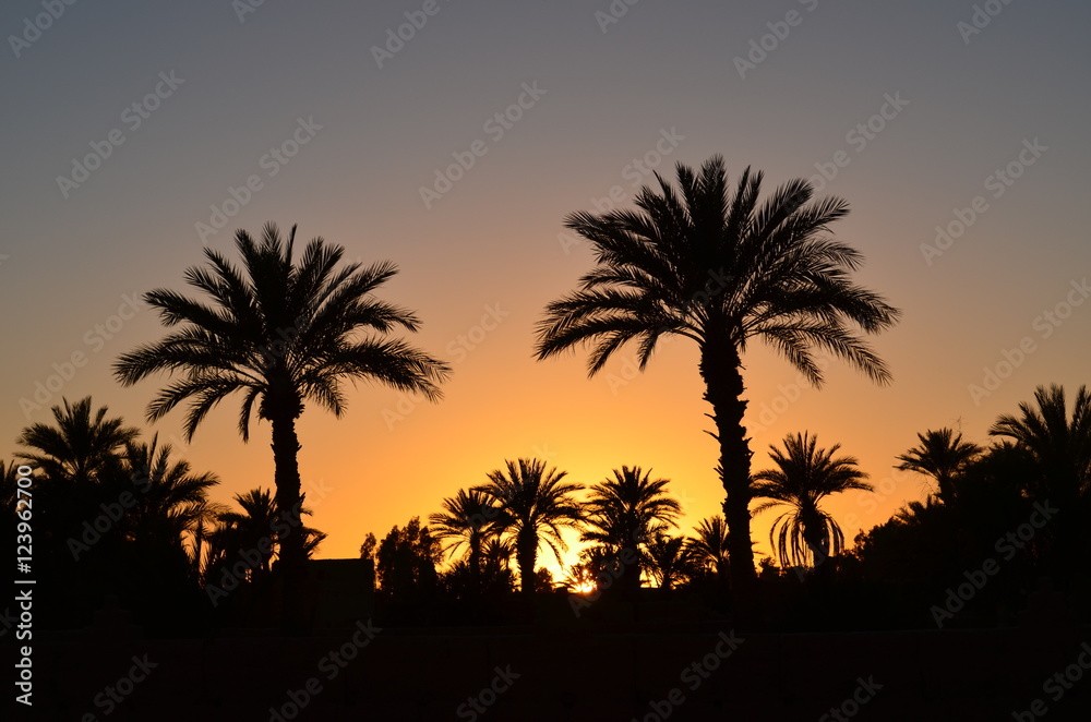 oasis of desert palm fruit dates landscape