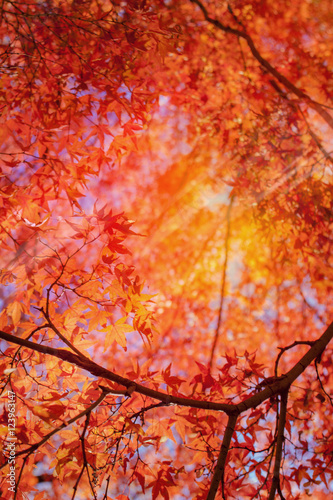 Vibrant Autum foliage background