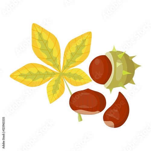 autumn leaf vector illustration.