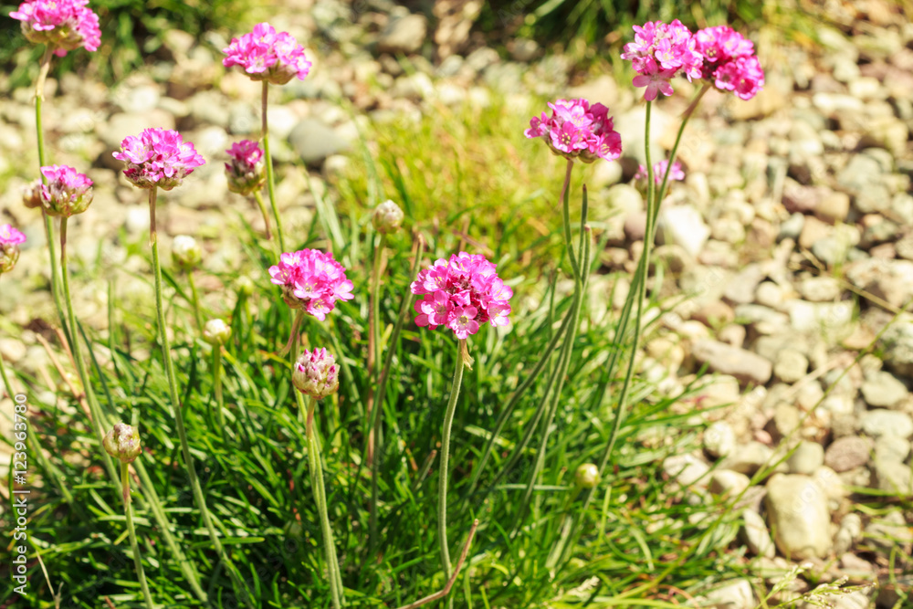 Obraz premium Spring flowers in garden