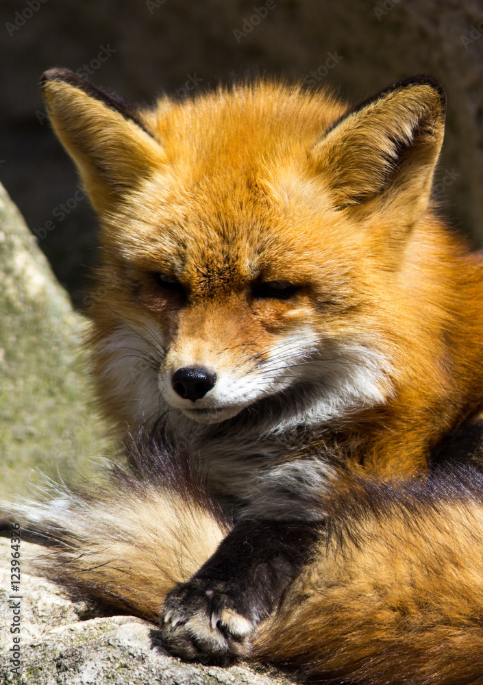 Fototapeta premium Fox