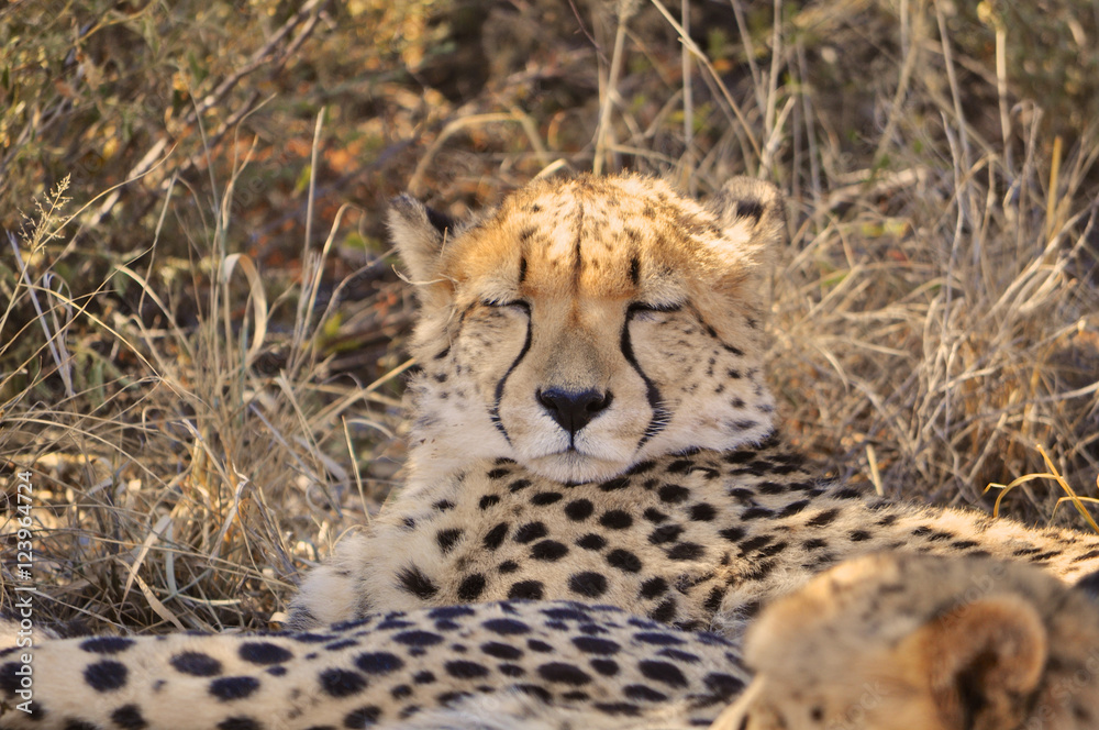 Closeup of a wild cheetah in Etosha national park in Namibia Africa Closeup of a wild cheetah in Etosha national park in Namibia Africa