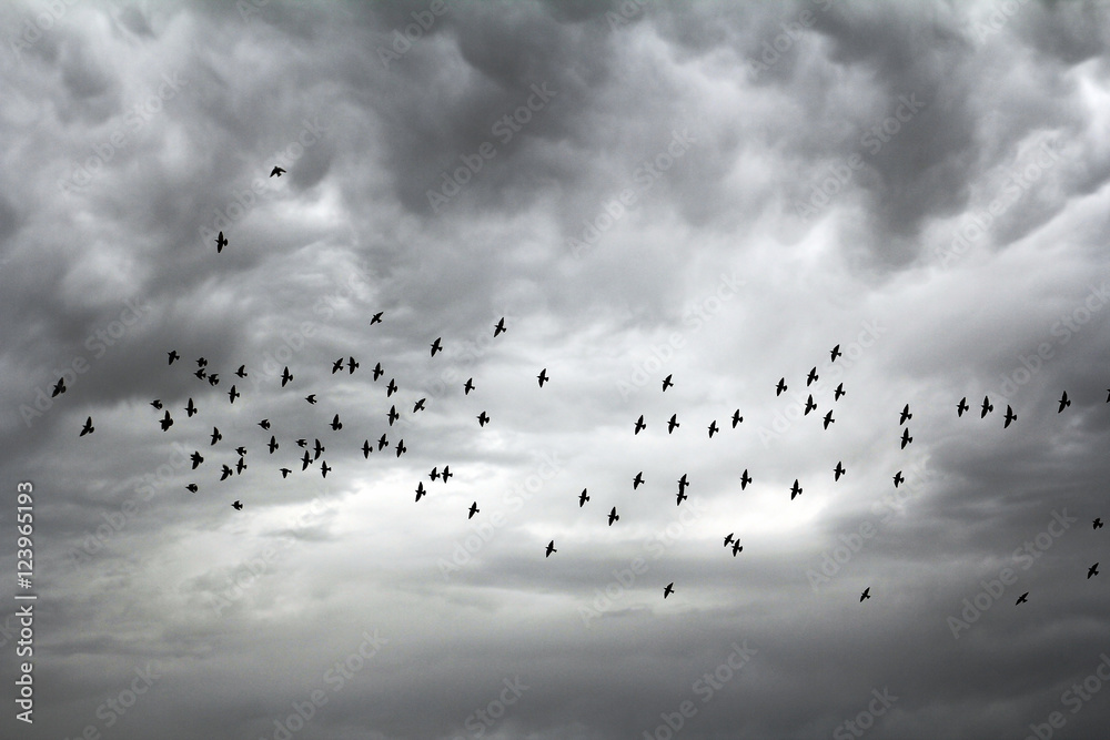 Fliegende Vögel unter einer Gewitterwolke Fliegende Vögel unter einer Gewitterwolke